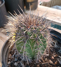 Load image into Gallery viewer, Carnegiea gigantea Saguaro Cactus Sonoran Desert Icon 131
