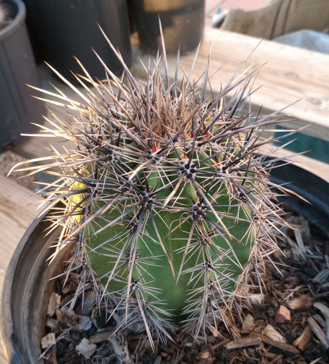 Carnegiea gigantea Saguaro Cactus Sonoran Desert Icon 131