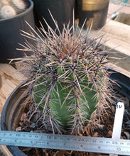 Load image into Gallery viewer, Carnegiea gigantea Saguaro Cactus Sonoran Desert Icon 131
