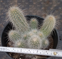 Load image into Gallery viewer, Echinocereus rayonesensis Clumping White Stems with Purple Flowers Candle Cactus
