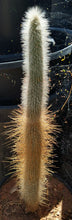 Load image into Gallery viewer, Cleistocactus straussii Silver Torch Columnar Cactus Red Tube Flowers 20-24 Inches
