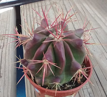 Load image into Gallery viewer, Ferocactus pilosus Red Spine Barrel Cactus Stainesii 60
