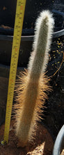 Load image into Gallery viewer, Cleistocactus straussii Silver Torch Columnar Cactus Red Tube Flowers 20-24 Inches

