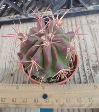 Load image into Gallery viewer, Ferocactus pilosus Red Spine Barrel Cactus Stainesii 60
