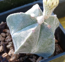 Load image into Gallery viewer, Astrophytum myriostigma Bishop&#39;s Cap Spineless Cactus 25

