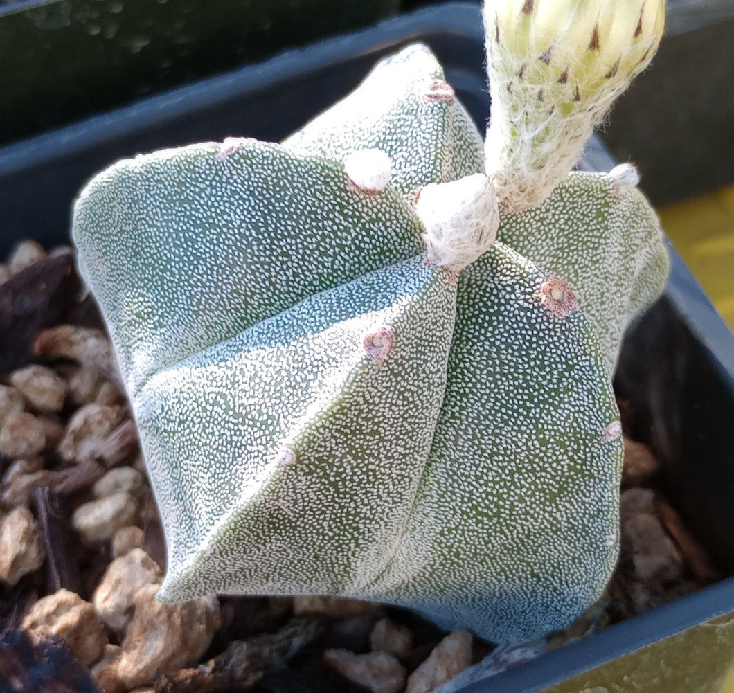 Astrophytum myriostigma Bishop's Cap Spineless Cactus 25