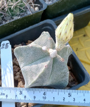 Load image into Gallery viewer, Astrophytum myriostigma Bishop&#39;s Cap Spineless Cactus 25
