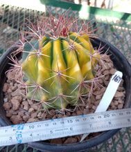 Load image into Gallery viewer, Ferocactus Bright Red Fish Hook Variegated Cactus Specimen 167
