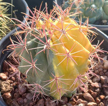 Load image into Gallery viewer, Ferocactus Bright Red Fish Hook Variegated Cactus Specimen 167
