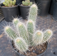 Load image into Gallery viewer, Echinocereus rayonesensis Clumping White Stems with Purple Flowers Candle Cactus
