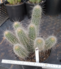 Load image into Gallery viewer, Echinocereus rayonesensis Clumping White Stems with Purple Flowers Candle Cactus
