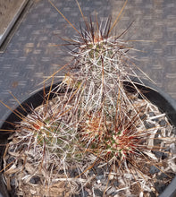 Load image into Gallery viewer, Echinocereus engelmannii Hedgehog Clumping Brown Stems Magenta Flowers Full Sun
