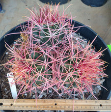 Load image into Gallery viewer, Ferocactus cylindraceus lecontei Red Fire Barrel Farm Grown Natural Multihead

