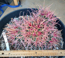 Load image into Gallery viewer, Ferocactus cylindraceus lecontei Red Fire Barrel Farm Grown Natural Multihead
