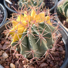 Load image into Gallery viewer, Ferocactus Bright Red Fish Hook Variegated Cactus Specimen 167
