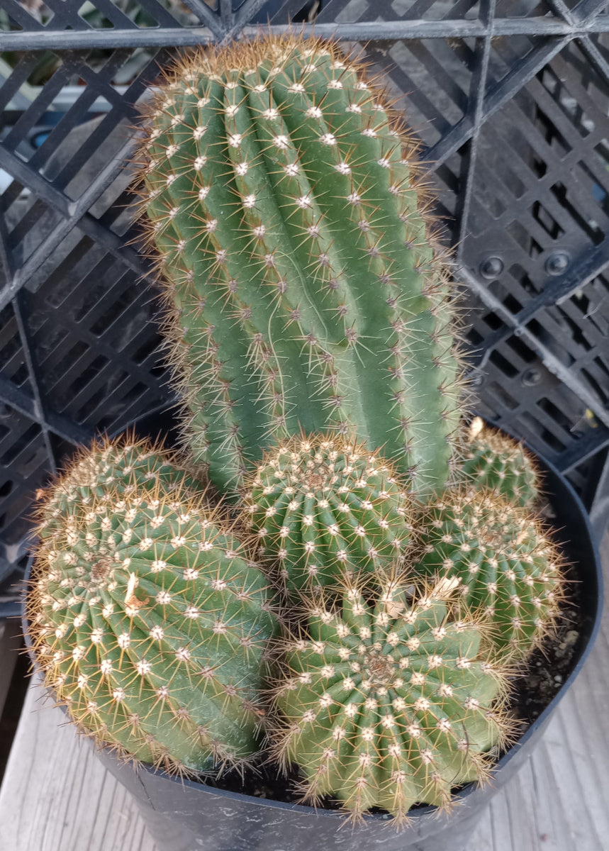 Echinopsis Hybrids Ball Shape Cactus Spectacular Shades of Pink Flowers