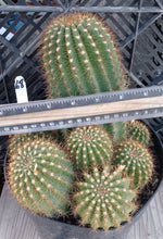 Load image into Gallery viewer, Echinopsis Hybrids Ball Shape Cactus Spectacular Shades of Pink Flowers
