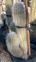 Load image into Gallery viewer, Oreocereus celsianus Old Man Beard Cactus Columnar XLarge Specimens
