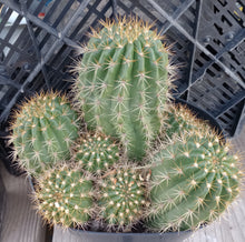 Load image into Gallery viewer, Echinopsis Hybrids Ball Shape Cactus Spectacular Shades of Pink Flowers
