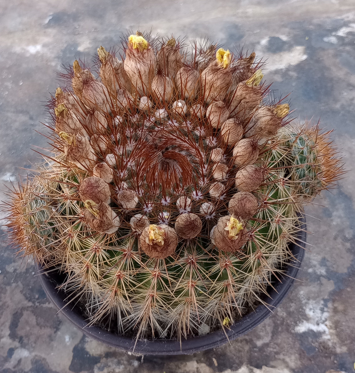 cactus globuli Notocactus schlosseri Bronze Volley Ball Size Globular Cactus 97 –  cactusbylin.com