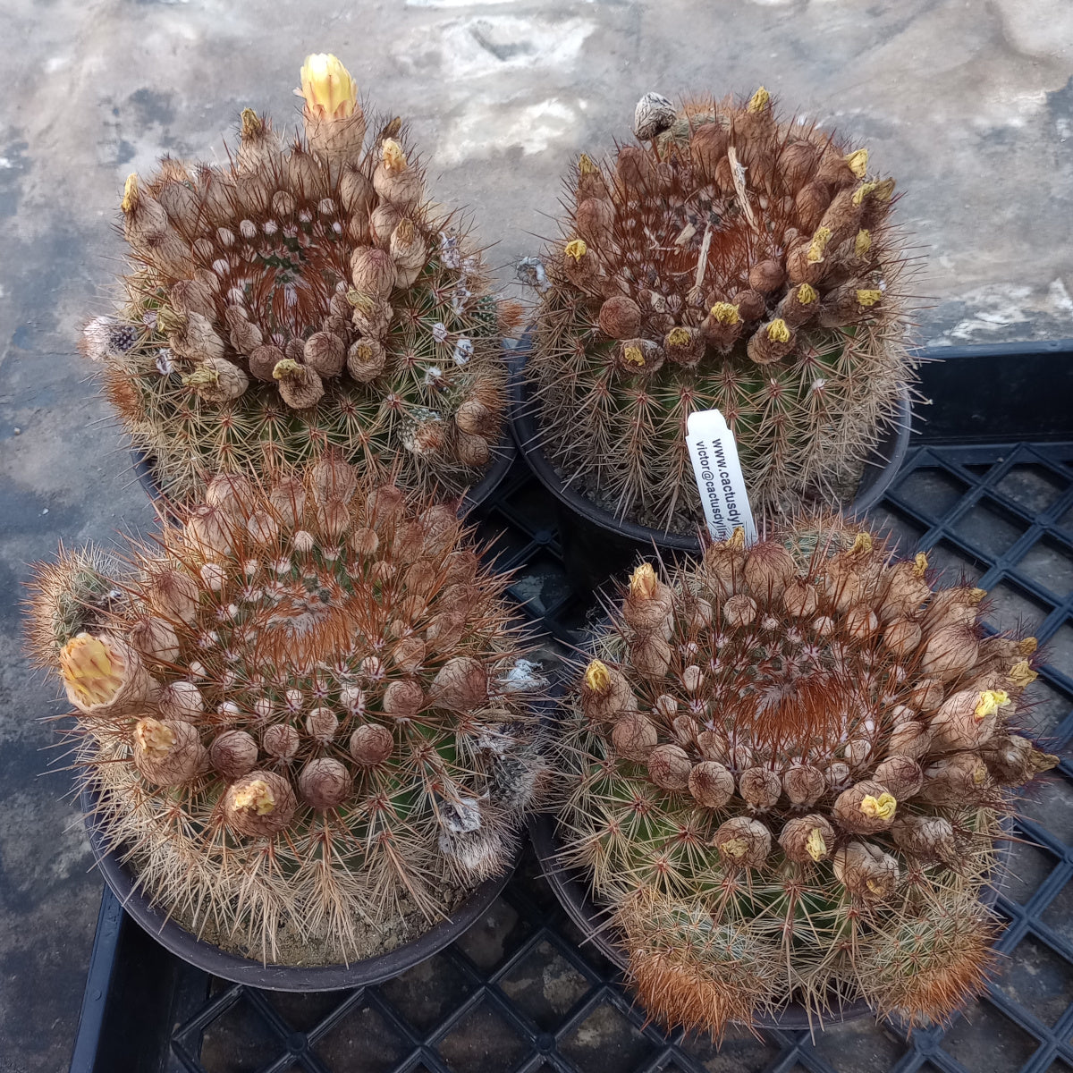 Notocactus schlosseri Bronze Volley Ball Size Globular Cactus 97 –  cactusbylin.com