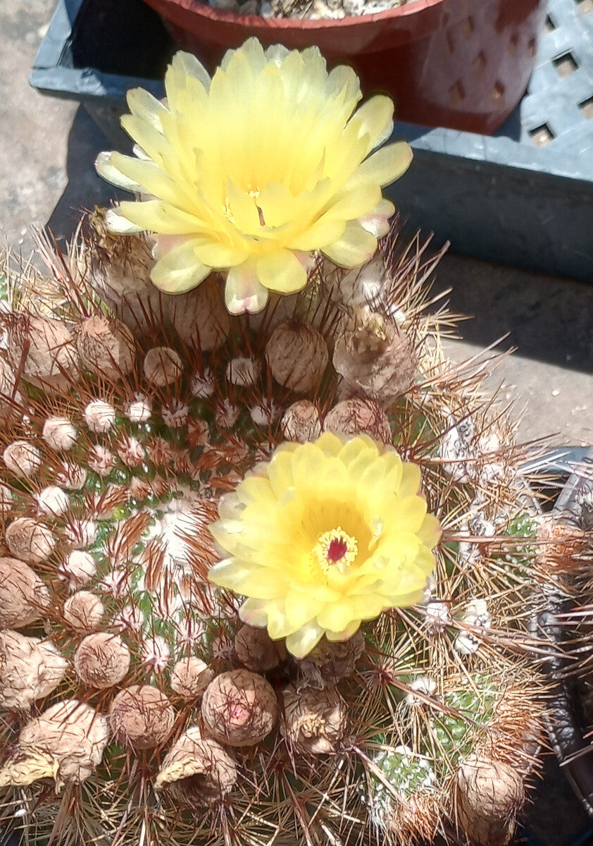 Notocactus schlosseri Bronze Volley Ball Size Globular Cactus 97 –  cactusbylin.com