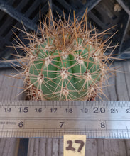 Load image into Gallery viewer, Echinopsis atacamensis South American Saguaro Brown Spines 47
