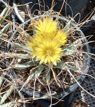 Load image into Gallery viewer, Leuchtenbergia principis Agave Ferocactus Long Paper Spines Cactus 144
