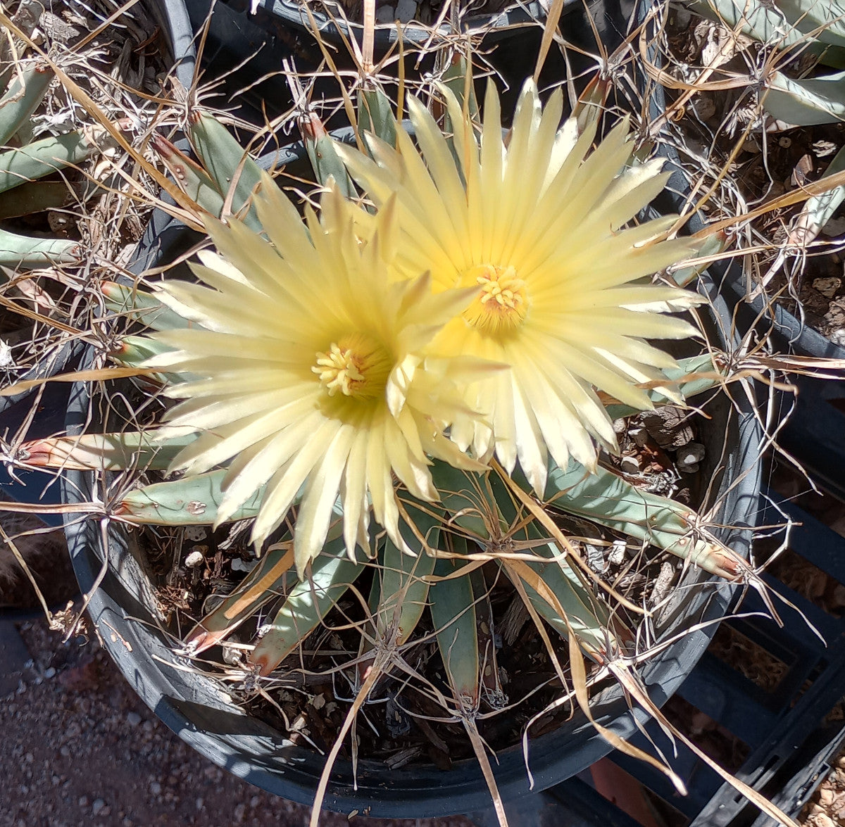 Cactus 144 Rig Leuchtenbergia principis Agave Ferocactus Long Paper Spines Cactus 144 ...