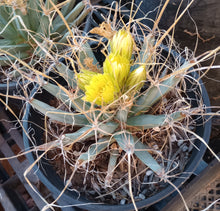 Load image into Gallery viewer, Leuchtenbergia principis Agave Ferocactus Long Paper Spines Cactus 144
