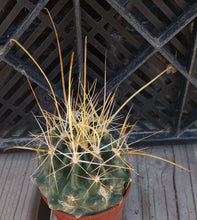 Load image into Gallery viewer, Ferocactus hamatacanthus sinuatus Ferocactus Extra Long Gold Spines 178
