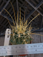 Load image into Gallery viewer, Ferocactus hamatacanthus sinuatus Ferocactus Extra Long Gold Spines 178

