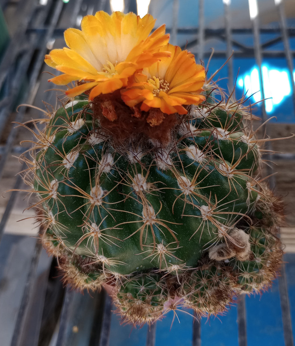 Parodia mairanana Cárdenas With Pups Mini Ball and Mound Forming Cactus 159
