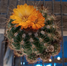 Load image into Gallery viewer, Parodia mairanana Cárdenas With Pups Mini Ball and Mound Forming Cactus 159
