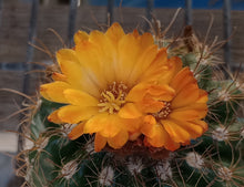 Load image into Gallery viewer, Parodia mairanana Cárdenas With Pups Mini Ball and Mound Forming Cactus 159
