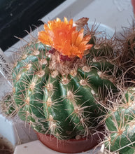 Load image into Gallery viewer, Parodia mairanana Cárdenas With Pups Mini Ball and Mound Forming Cactus 159
