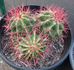 cactusbylin.com