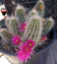 Load image into Gallery viewer, Echinocereus rayonesensis Clumping White Stems with Purple Flowers Candle Cactus
