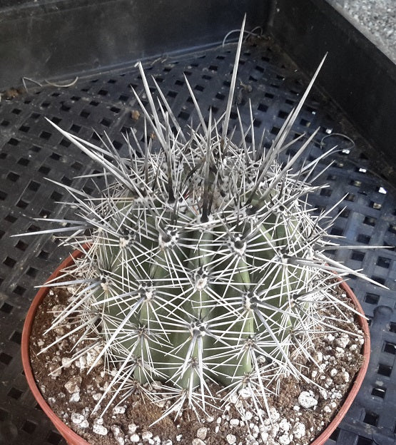 Carnegiea gigantea Icon of American Sonoran Desert Saguaro Cactus 172