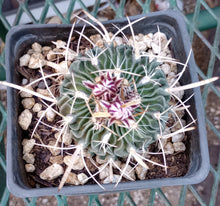 Load image into Gallery viewer, Stenocactus erectocentrus  Curly Ribs Purple Striped Flowers in Winter Cactus

