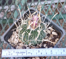 Load image into Gallery viewer, Stenocactus erectocentrus  Curly Ribs Purple Striped Flowers in Winter Cactus
