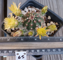 Load image into Gallery viewer, Echinocereus viridiflorus Lemon Scented Flowers Cold Hardy Cactus 65
