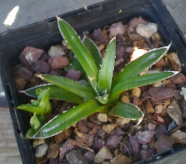 Agave victoria reginae Queen of Agaves Compact Form
