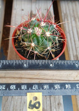 Load image into Gallery viewer, Ferocactus pilosus Red Spine Barrel Cactus Stainesii 60
