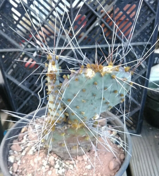 Opuntia macrocentra Extra Long Spines Cold Hardy Cactus Whole Plant