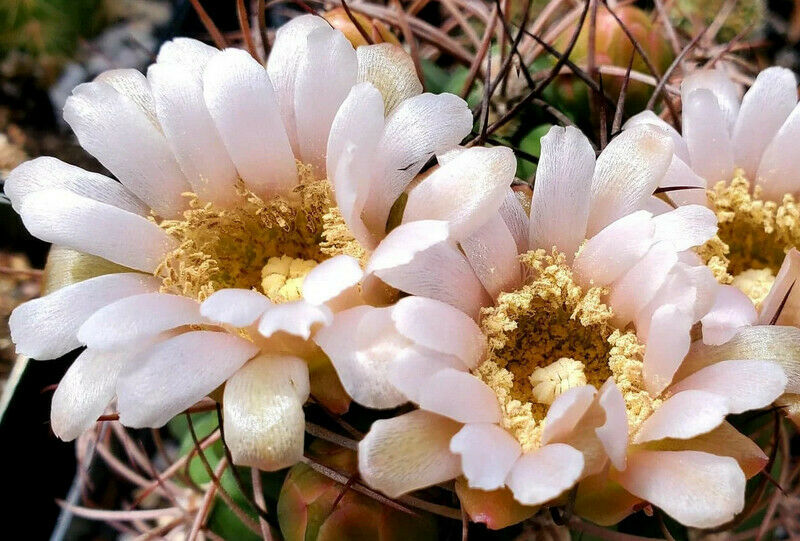 Gymnocalycium saglionis Giant Chin Cactus Great Pink Flowers 64