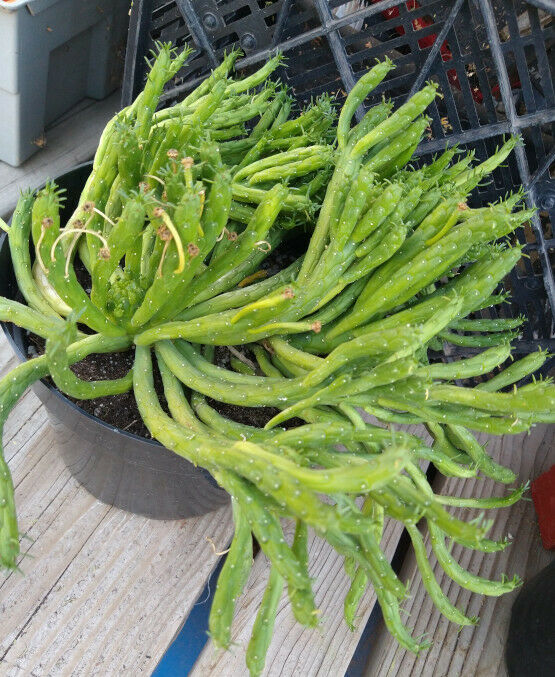 Euphorbia muirii Medusa Head Very Attractive South African Succulent Plant