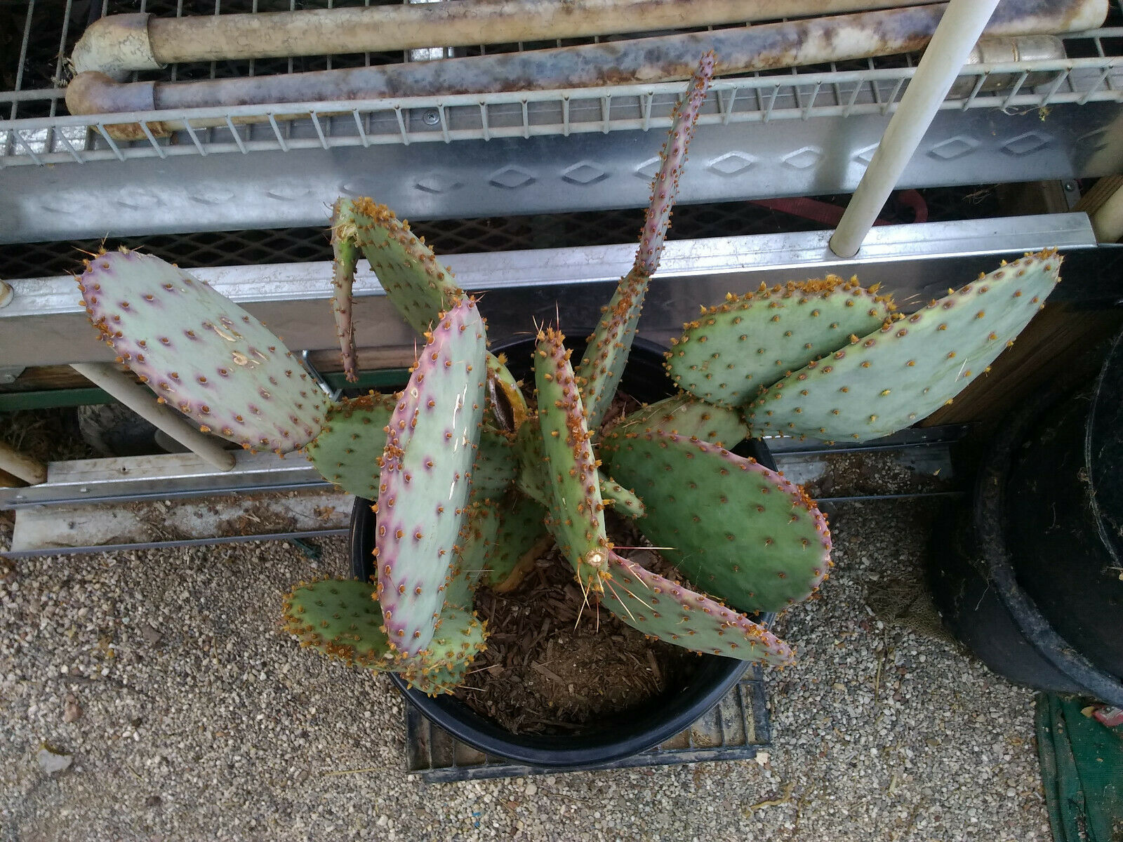 cactus opuntia santa rita Opuntia Pinta Rita Pancake Round Purple Pads Cactus 1 Section –  cactusbylin.com