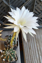 Load image into Gallery viewer, Echinopsis cv. Fuzzy Navel Small Cotton Balls Along Ribs Very Large Flowers

