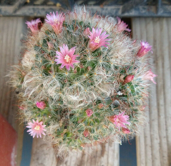 Mammillaria bocasana roseiflora Clumping Pink Flowers Pin Cushion Cactus